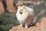 SPITZ ALLEMAND 336